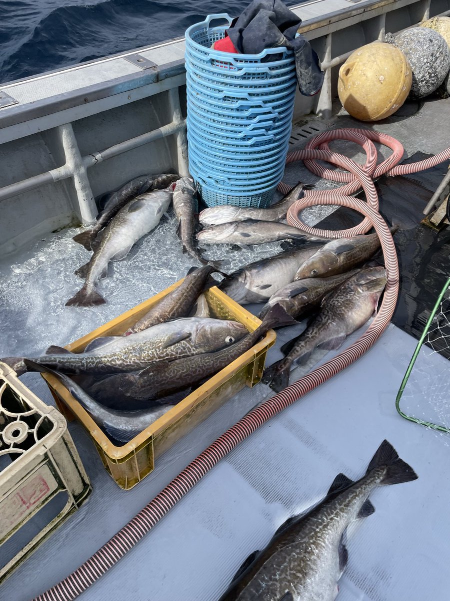 StmTuribaka's tweet photo. 平舘沖好調すぎる！
ベイトが多い🐟 https://t.co/BDue2CszRO