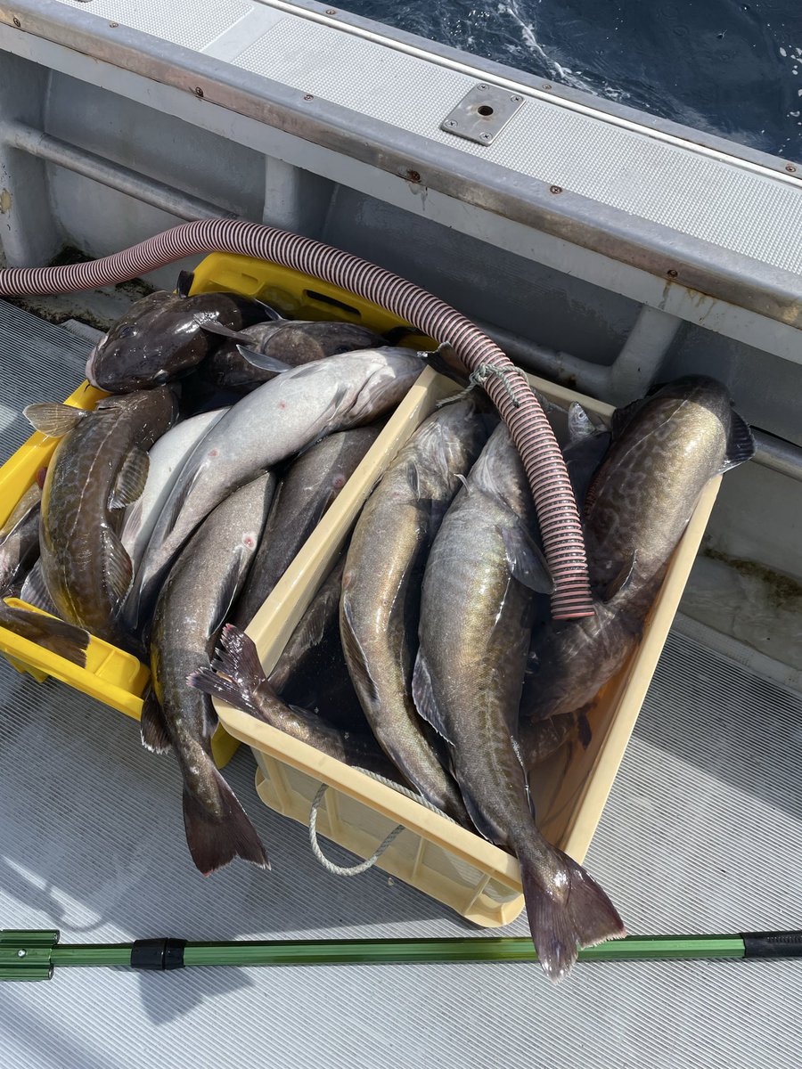 StmTuribaka's tweet photo. 平舘沖好調すぎる！
ベイトが多い🐟 https://t.co/BDue2CszRO