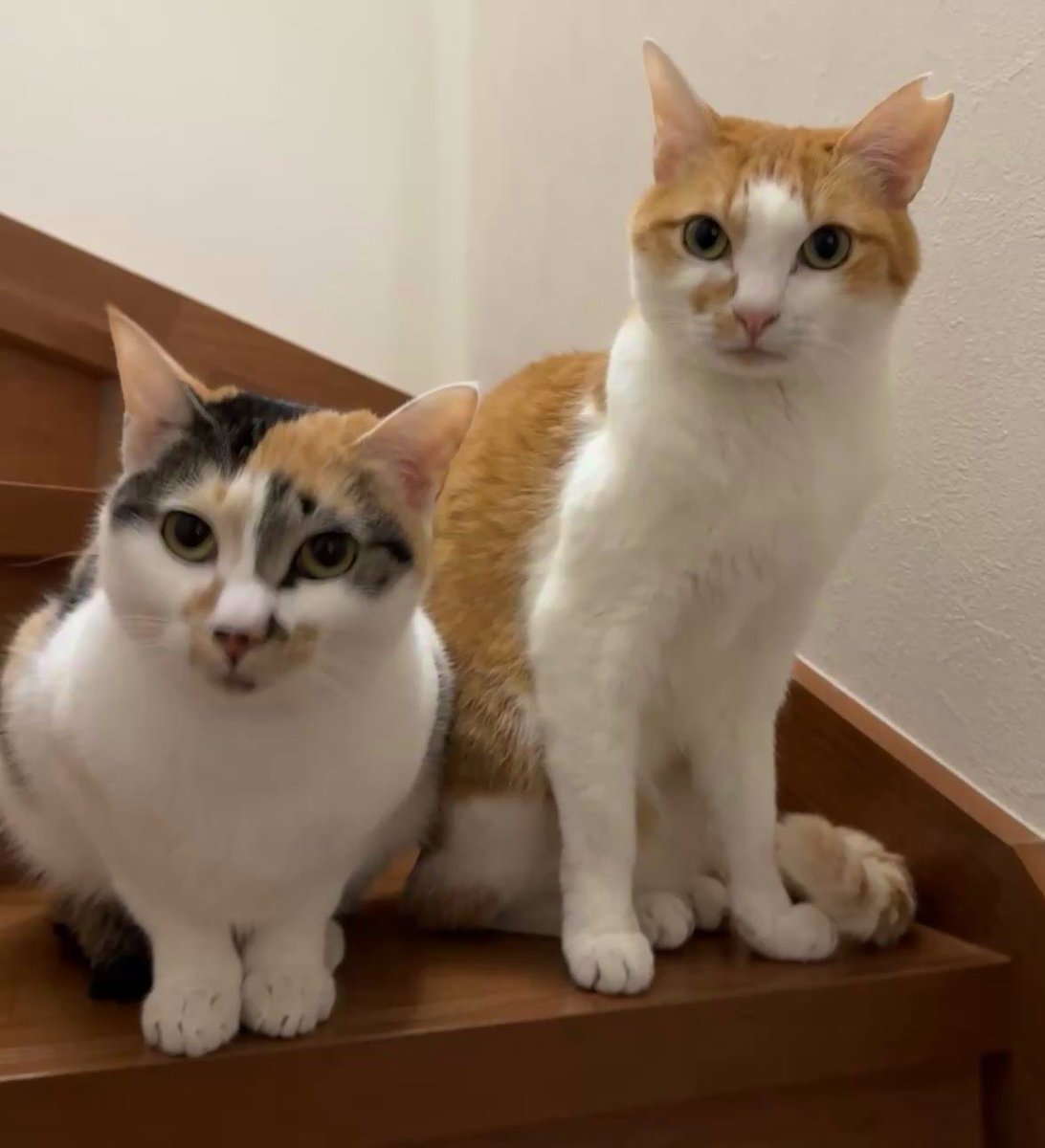 今日は猫の日らしい

#猫の日 #猫
#あずりーときゃっつ