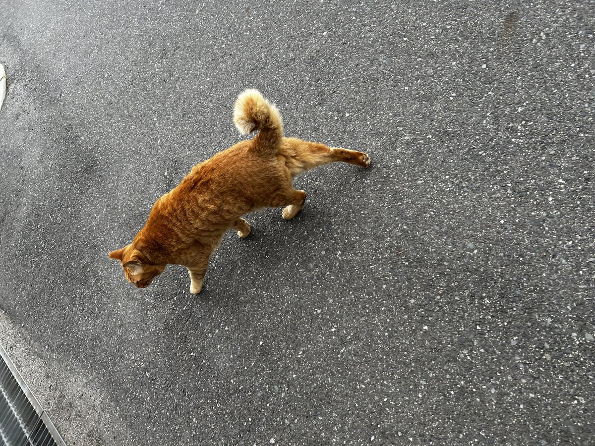 旅の途中の猫さんたち。