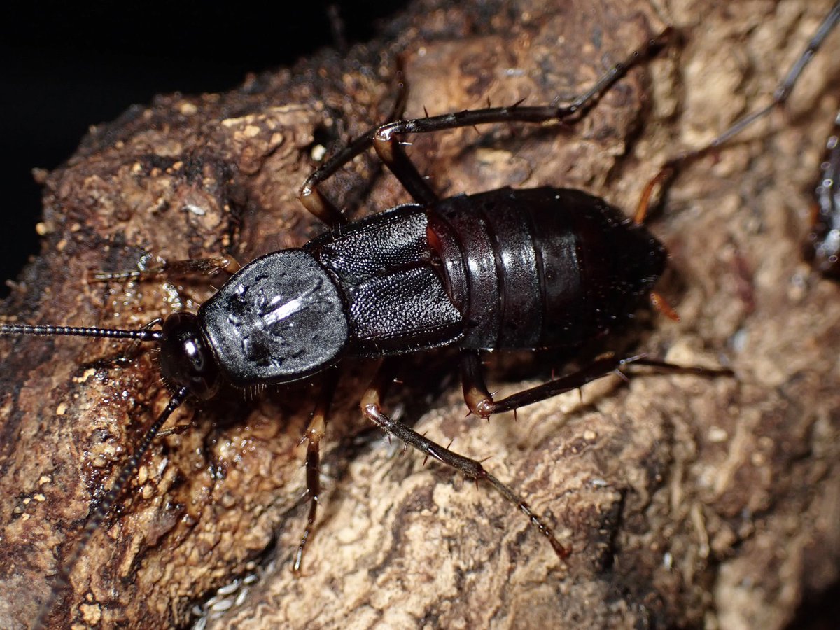 ぴーちゃん (合)Bebe Rep. 3/28.29【ナゴヤレプタイルズワールド】に出店します tweet media