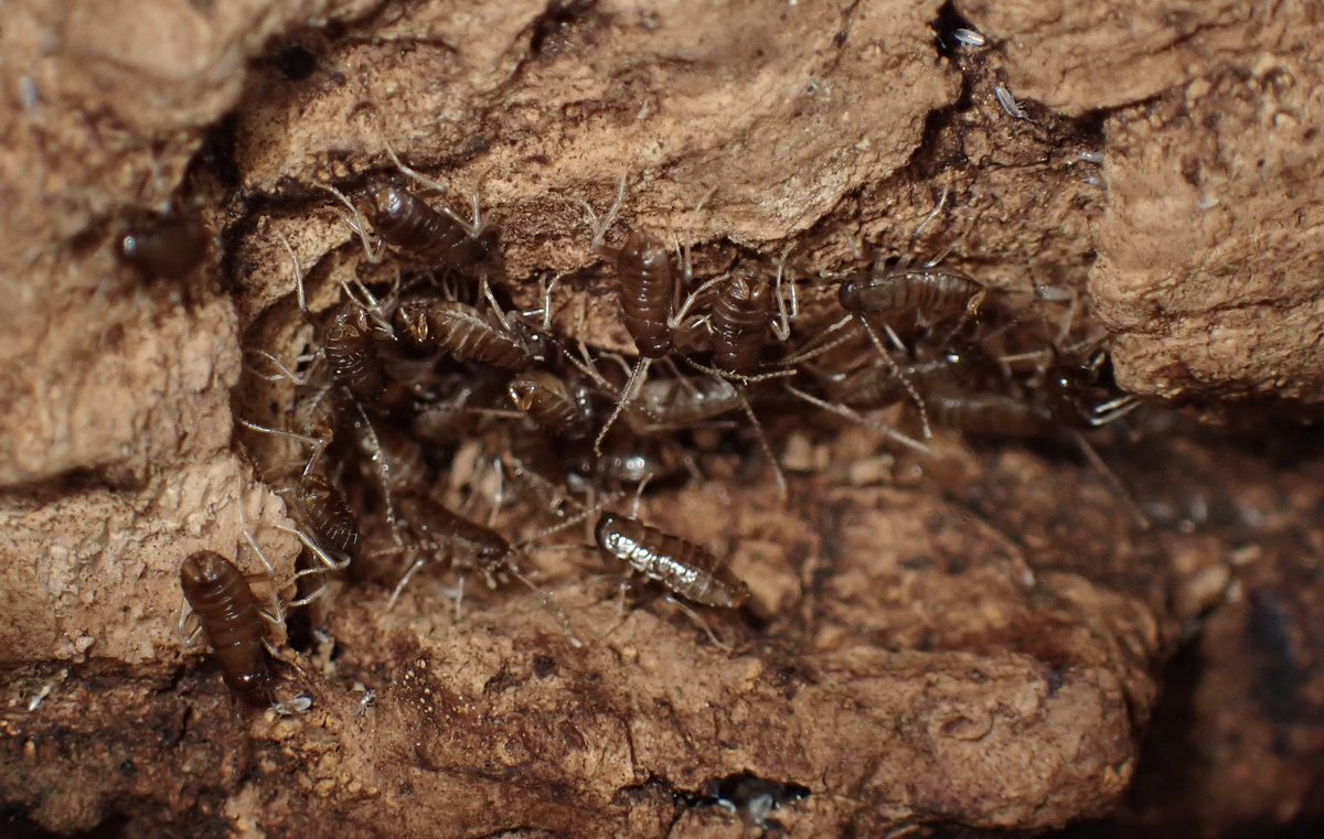 ぴーちゃん (合)Bebe Rep. 3/28.29【ナゴヤレプタイルズワールド】に出店します tweet media