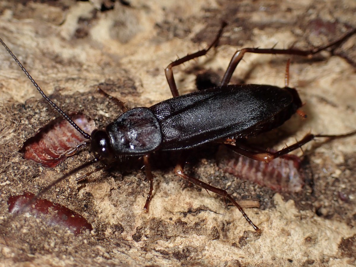 ぴーちゃん (合)Bebe Rep. 3/28.29【ナゴヤレプタイルズワールド】に出店します tweet media