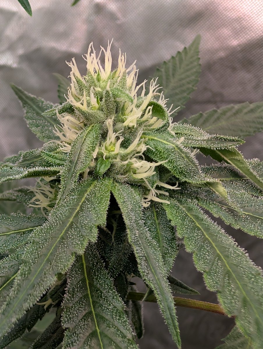 Grapeoline Cream from <a href="/BlaiseGenetics/">Blaise Genetics</a>