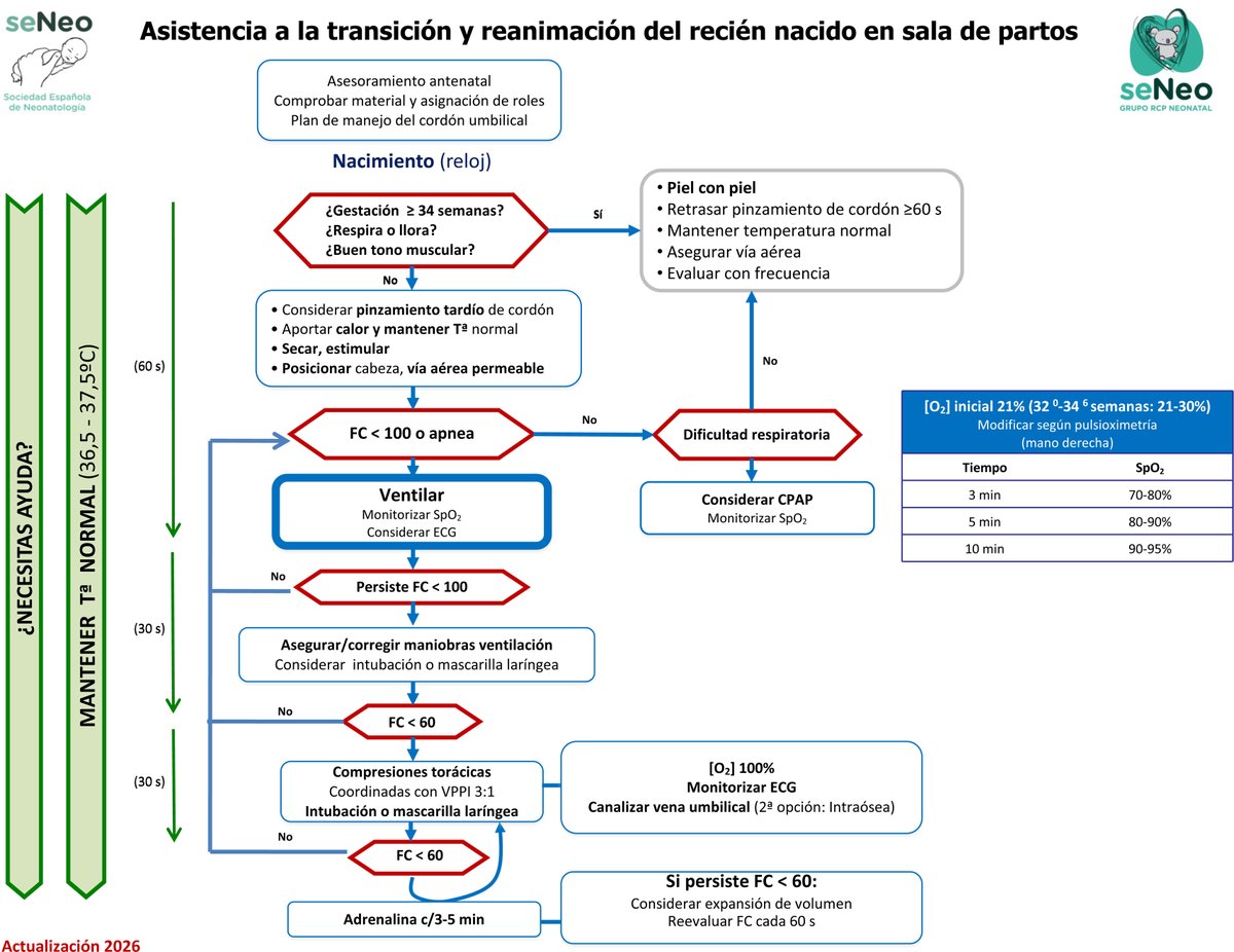 Cuidandoneonato's tweet photo. ¿Sabías que  ya se han publicado las recomendaciones españolas de reanimación y estabilización neonatal 2026? @aepediatria @SENeonatologia 🧐

Repasamos los cambios en el algoritmo general y el manejo específico en prematuros  <32 semanas

Léelo AQUÍ ➡️https://t.co/U512mFEBxH https://t.co/t2GxI8bLrF