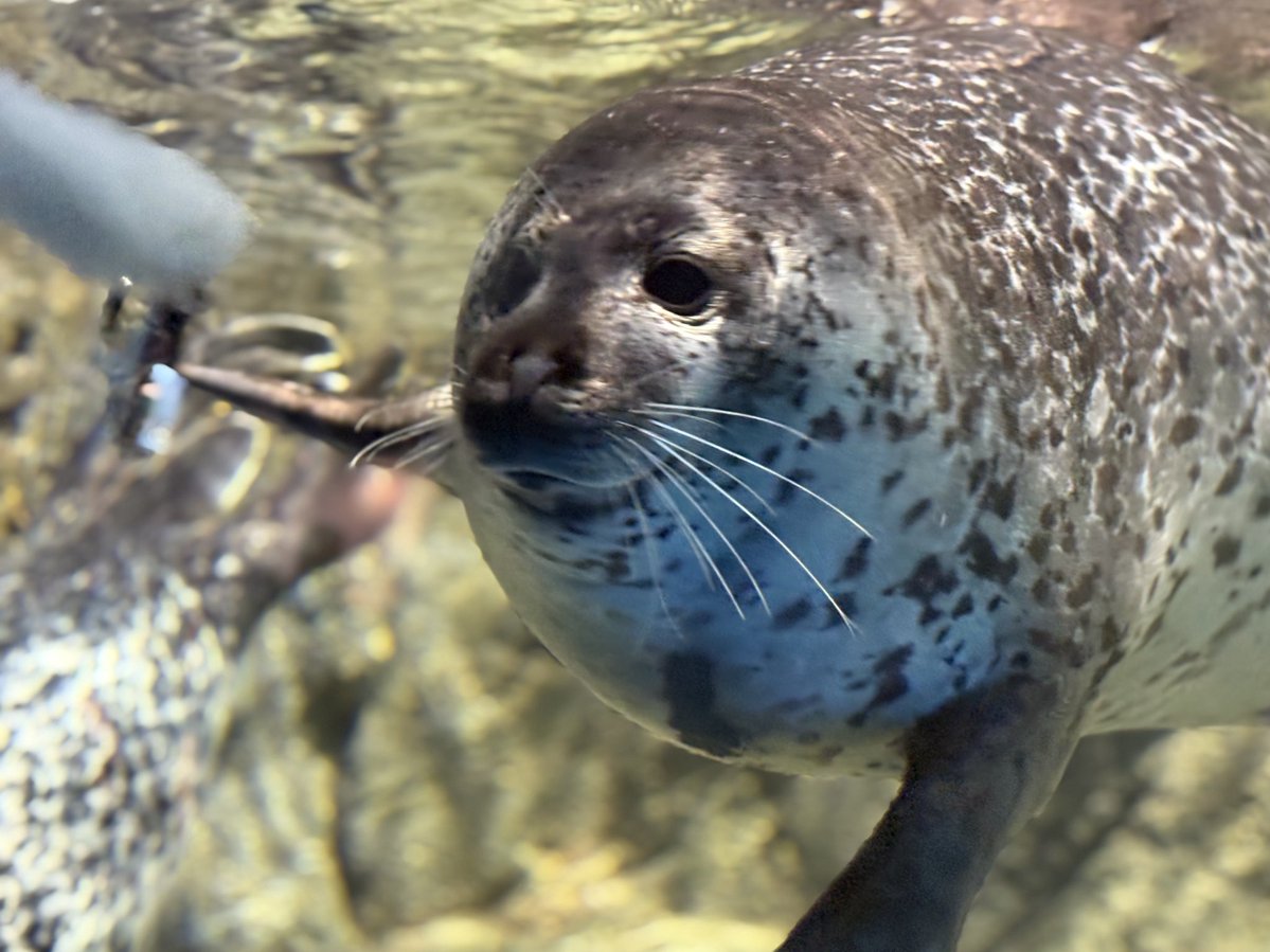 新江ノ島水族館📸 遊ぶのが大好きなココア🦭🪽 #えのすい #ココア