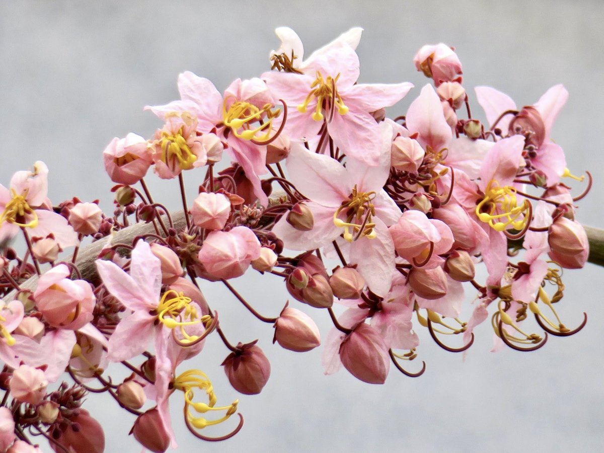 網上第一次見這種花...網友說它叫...
天公花旗木花