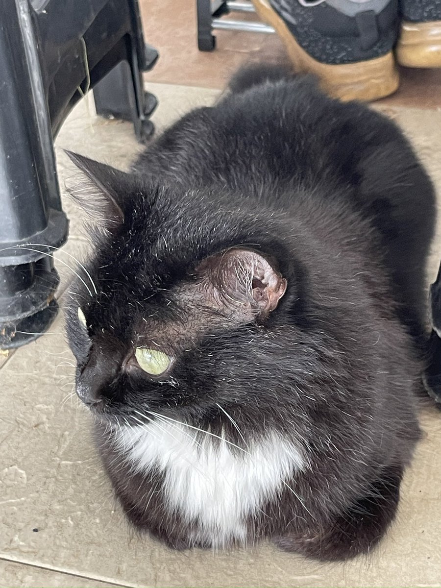 Akiru Furitsu (アキル alt) tweet media