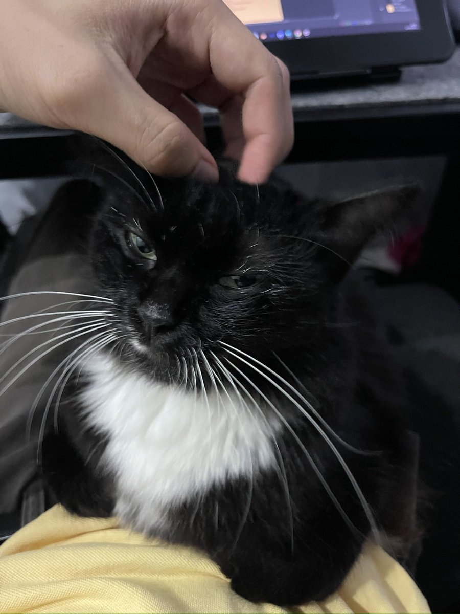 Akiru Furitsu (アキル alt) tweet media