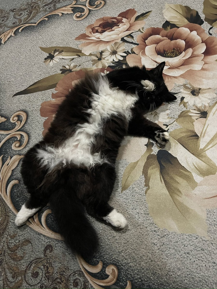 Akiru Furitsu (アキル alt) tweet media