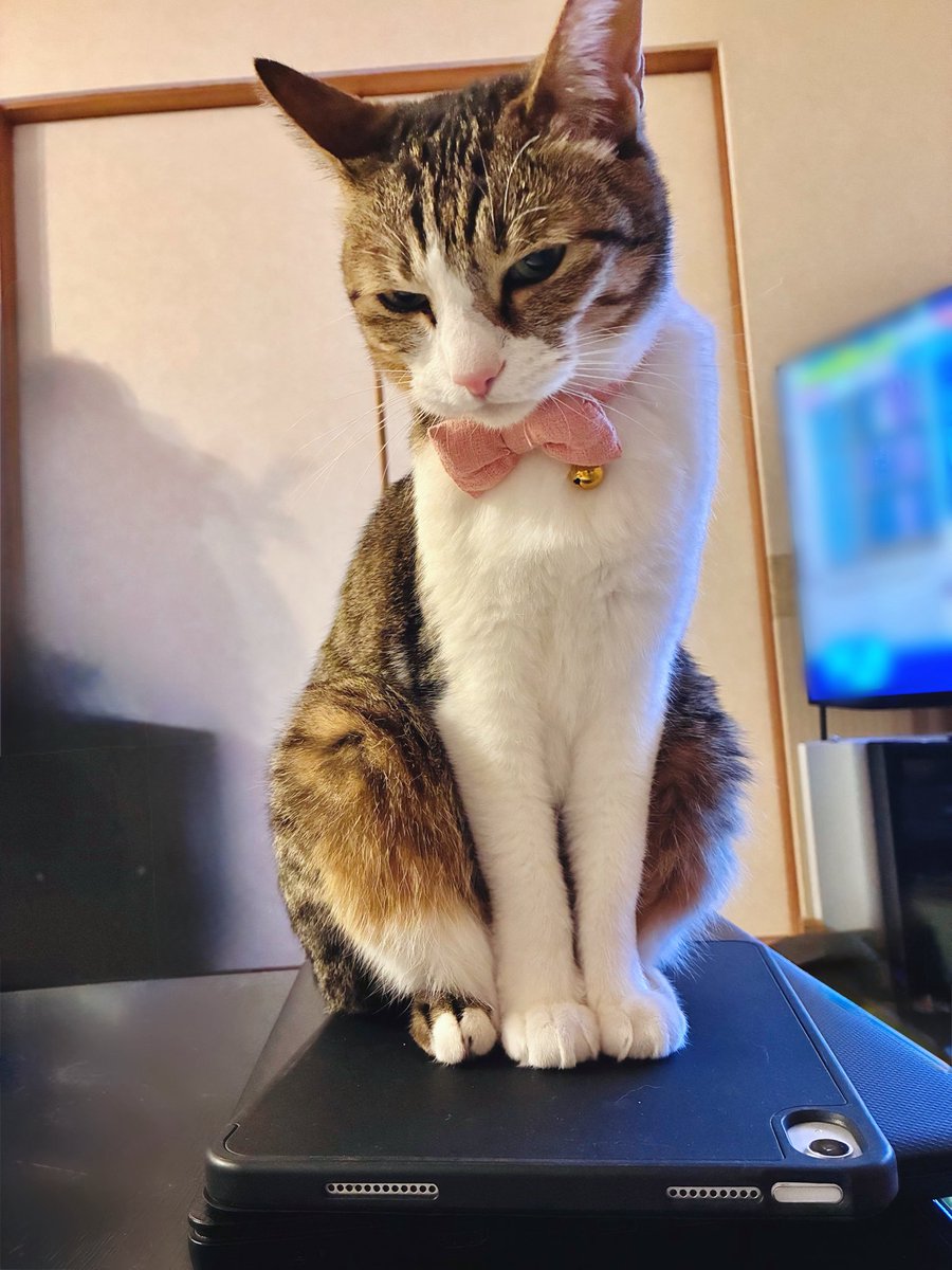 osahc_a's tweet photo. 猫、iPad乗りがち
嫌そうな顔も可愛い
#猫の日 https://t.co/DnyXwFmyVI