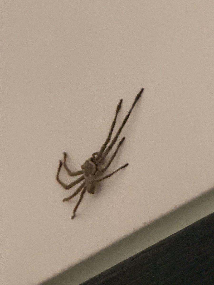 Lisa Bromfield tweet media