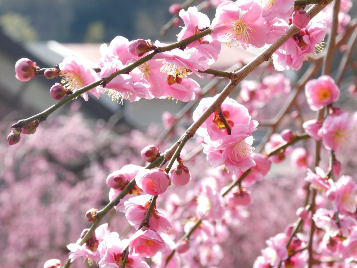 うさこ (@sachimo100) on X