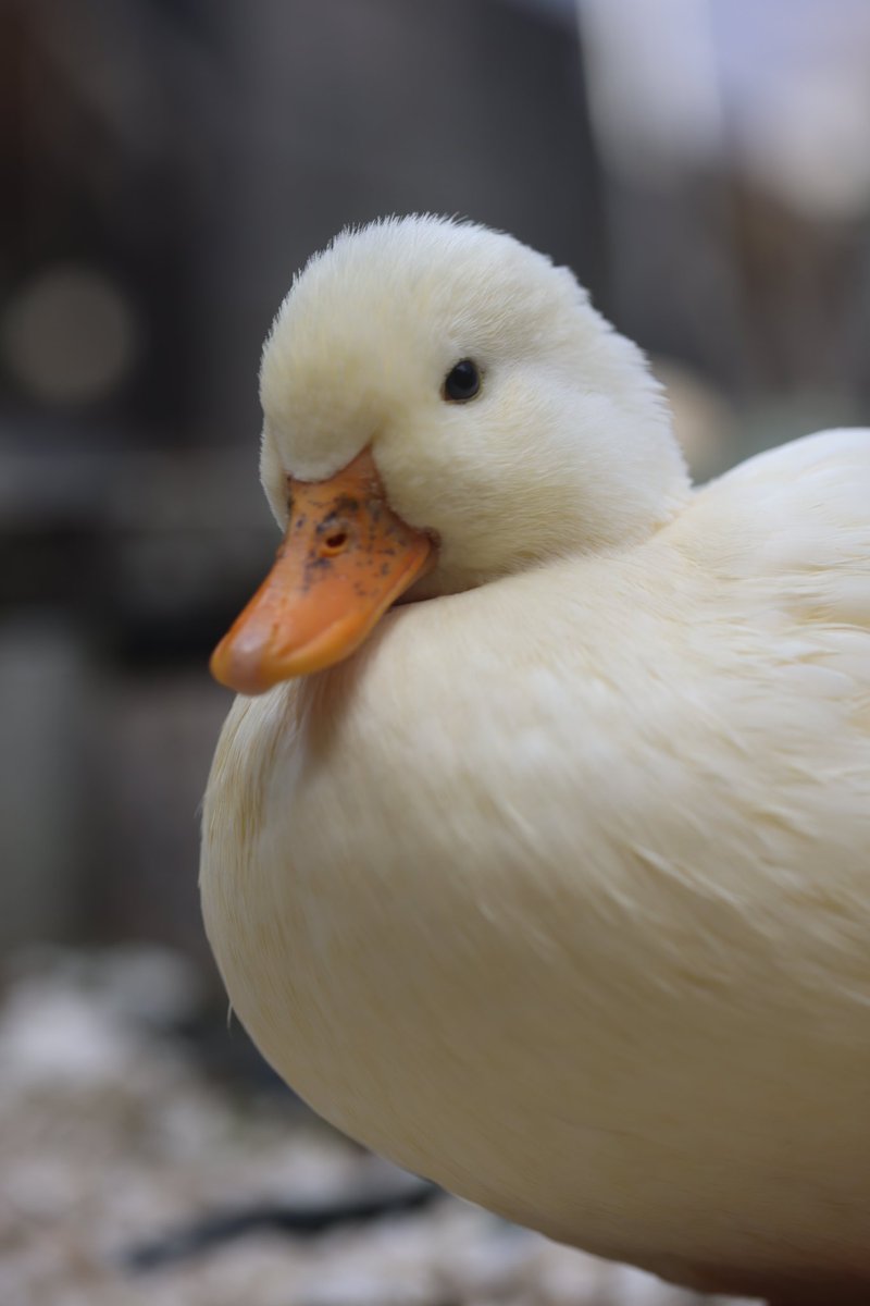 #関ヶ原戦国甲冑館 様の行軍イベント参加してまいりました。
笹尾山〜島津陣〜陣場野公園とぐるっと歩いて行軍、行軍。
皆様お疲れ様です。
ありがとうございました。