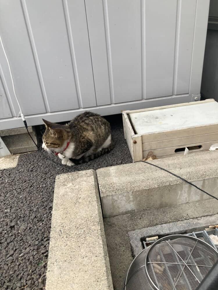 🙇拡散お願いします🙇
北名古屋市で猫がいなくなりました。
2月20日
北名古屋どうぶつ病院 駐車場（西春駅前2丁目）付近で猫を逃がしてしまいました。
愛知県北名古屋市西春駅前２丁目付近
名前：ウメ
キジ白の猫で
反射板付きの赤い首輪をしています。
しっぽは長く先が尖っているのが特徴です。