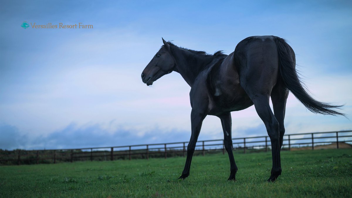 🌹ローズキングダム、ウマ娘化🌹

名門『薔薇一族』に生まれ、
その誇りと期待を一身に背負う存在。

ただの名門では終わらない。
その走りで一族をさらなる高みへ導き、
“王”として君臨する──

高貴で、どこか浮世離れしていて、
でも芯にあるのは揺るがない使命と覚悟。