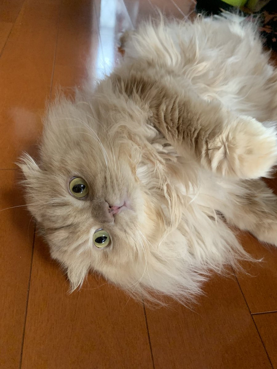 Post by わたし🌧 on X: 猫の日、了解