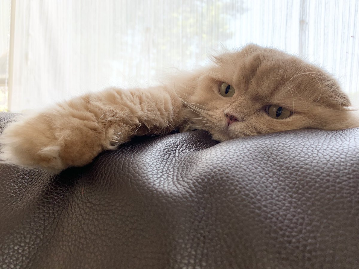 Post by わたし🌧 on X: 猫の日、了解