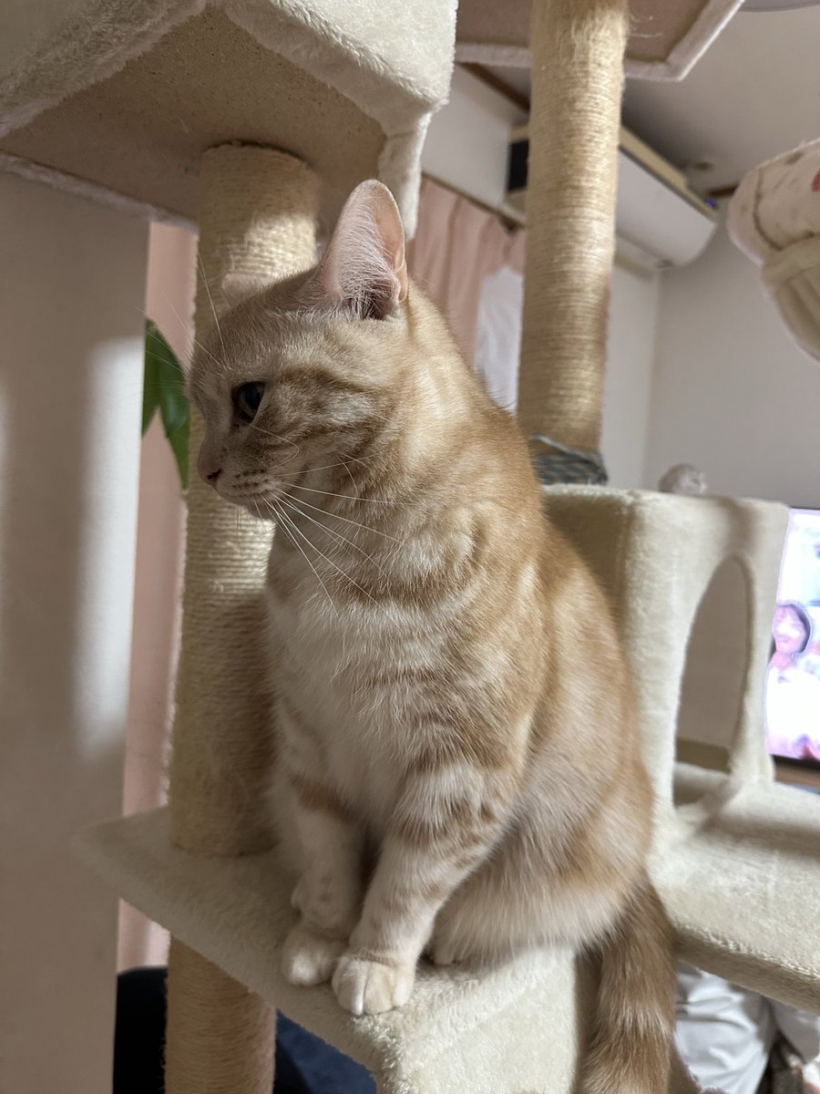 2月22日22時22分22秒のゴロちゃんです😸