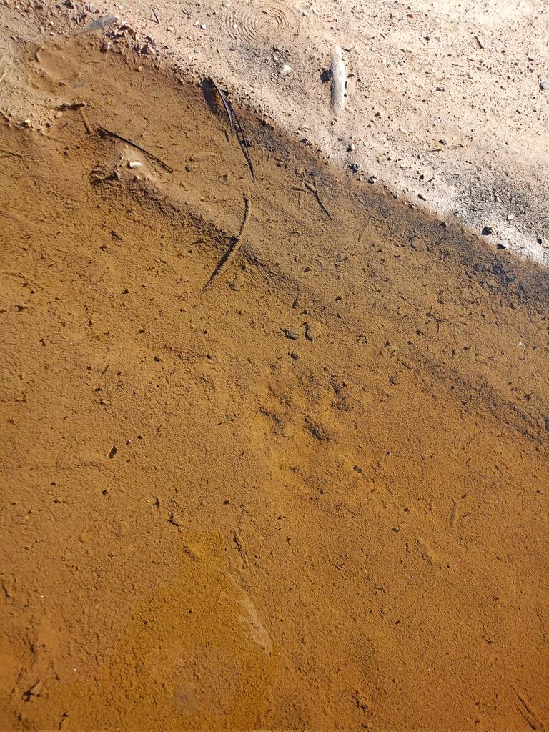 Ves una huella en el monte y piensas en lobo. Pero diferenciar lobo y perro solo por la pisada es casi imposible sin múltiples parámetros. En este caso, el fototrampeo fue determinante: las huellas eran de dos mastines.