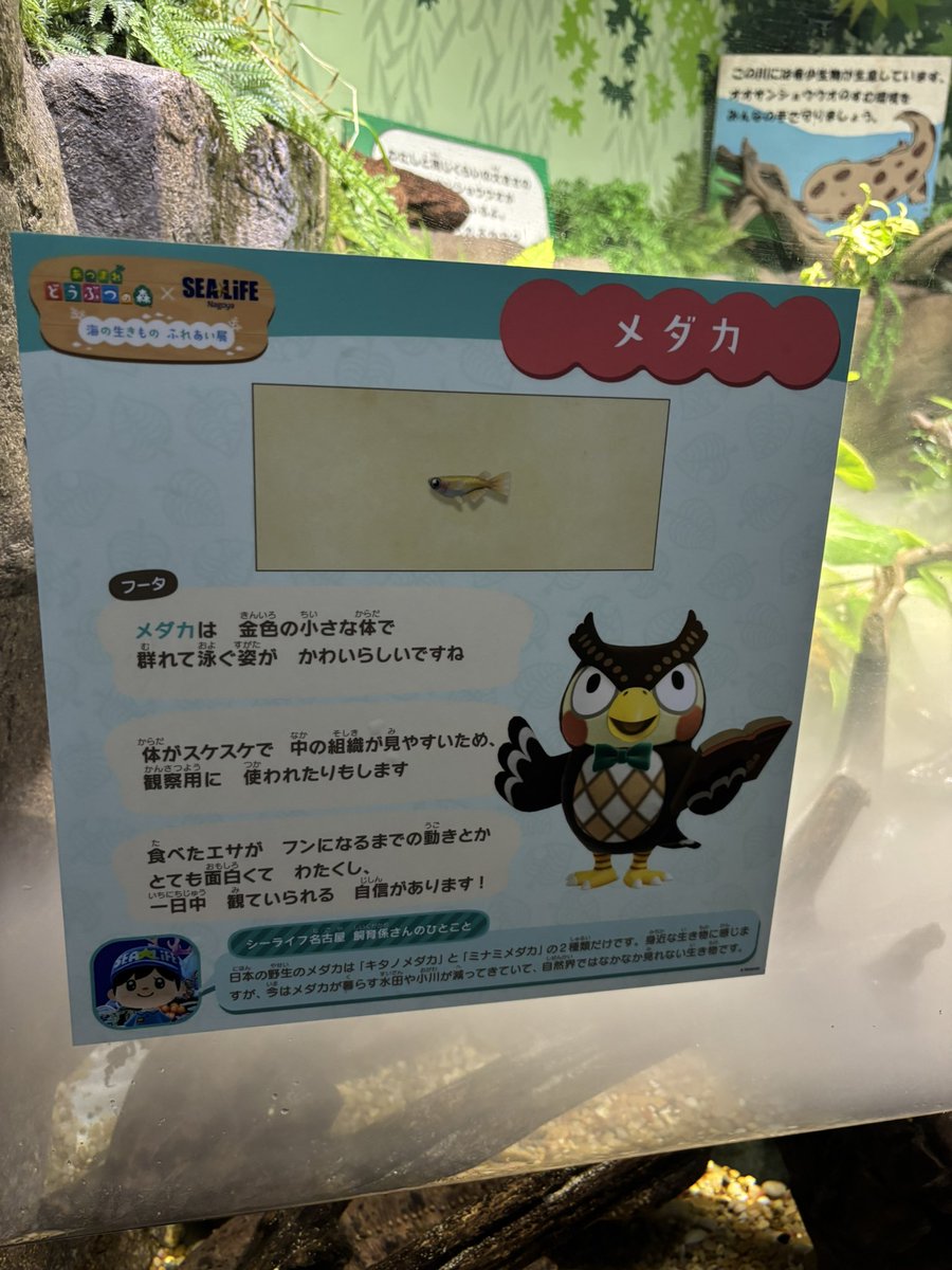 serippp_'s tweet photo. あつもり水族館🥲💕 https://t.co/XyTGO1Bvsw