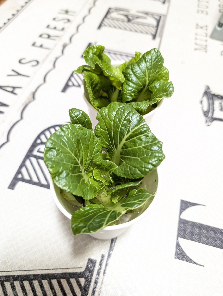 小松菜の再生楽しい🤤 根本から5センチくらいで切って紙コップに入れて