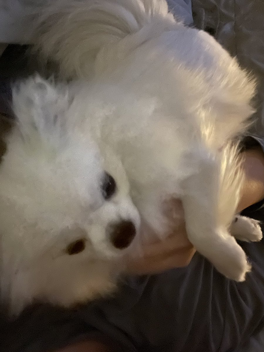 nomonkey0's tweet image. 숭이한테 뜬금없이 사랑해😍 라구 했더니 터벅터벅 걸어와서 품에 꼬옥 안김
진짜 사랑헤…