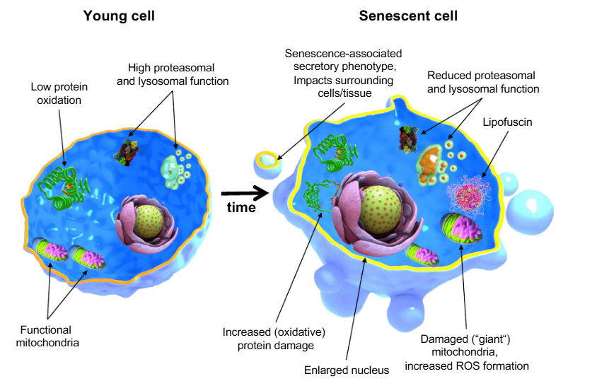Usmani_Adnan_'s tweet photo. Aging isn’t just damage accumulation.
It’s signaling failure.
🧬 Cells stop responding to repair cues
🔥 Inflammation stays switched on
⚡ Mitochondria lose coordination
Longevity isn’t about stopping time.
It’s about restoring conversation between systems.
#AgingScience #Longevity #CellCommunication
Credit: Höhn et al. (Redox Biology)