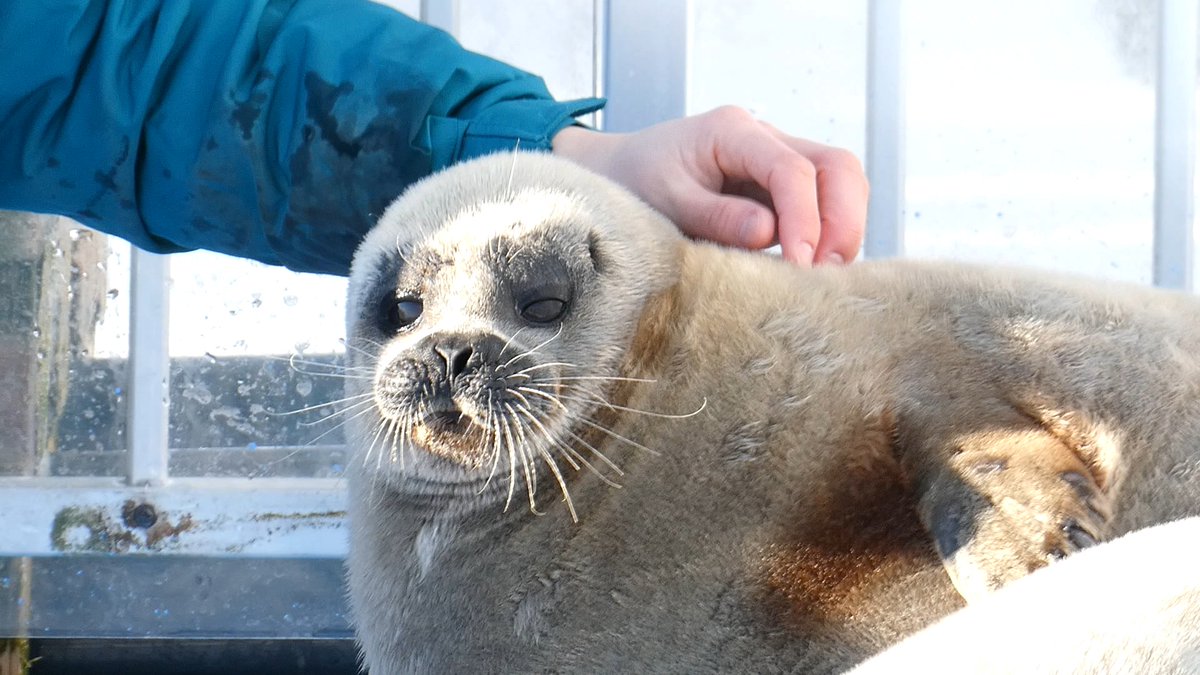 おひげ、ぷわー

2026.01
#とっかりセンター （アザラシランド）
#ワモンアザラシ