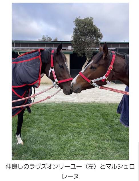 【稀少新品】ラヴズオンリーユー マルシュロレーヌ 記念ブルゾン パーカー ウマ娘 公式のウマ娘一覧でこの2人が縦に並んでるの意図的だよね