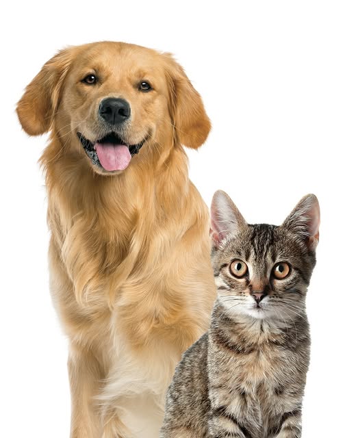 SNAP Alabama tweet media