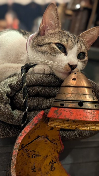 #猫の日なので今まで撮った中で最高の猫写真貼る
弾頭にキス💋 