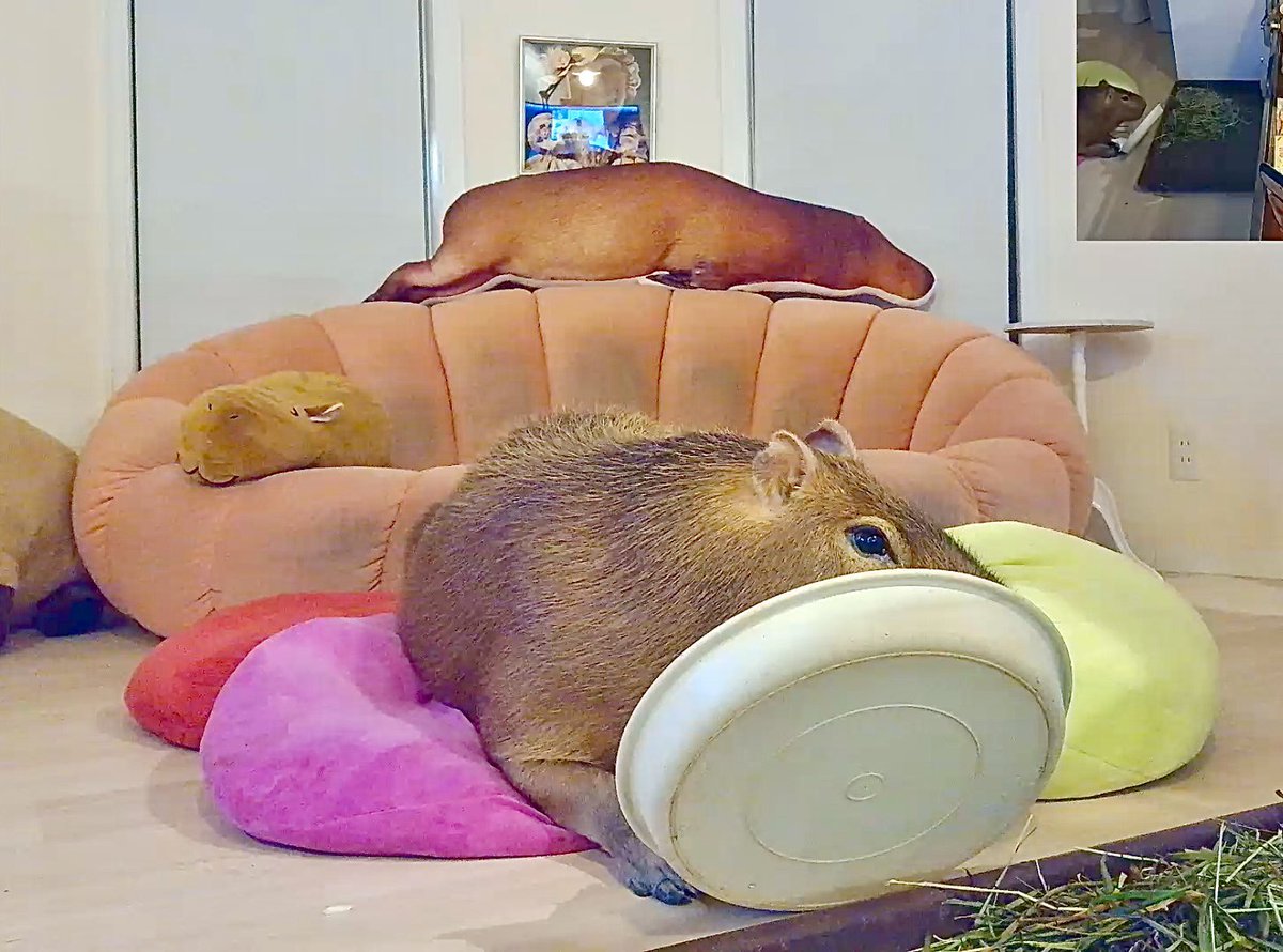 こむぎ🌰 tweet media