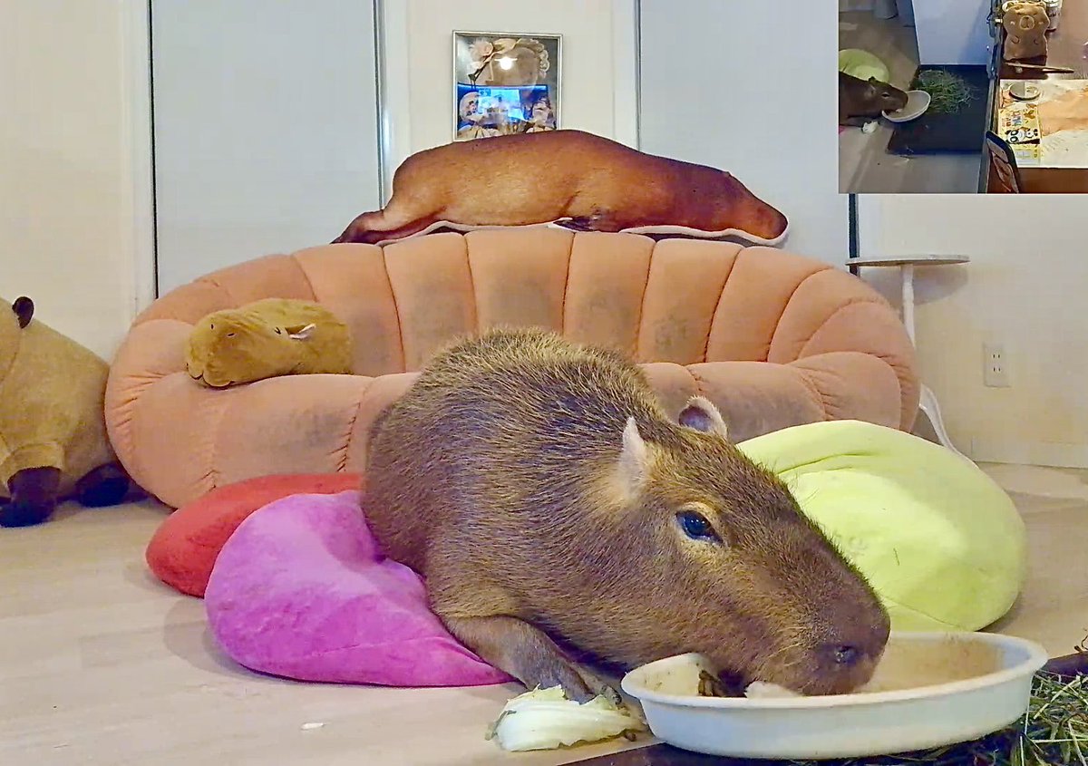 こむぎ🌰 tweet media