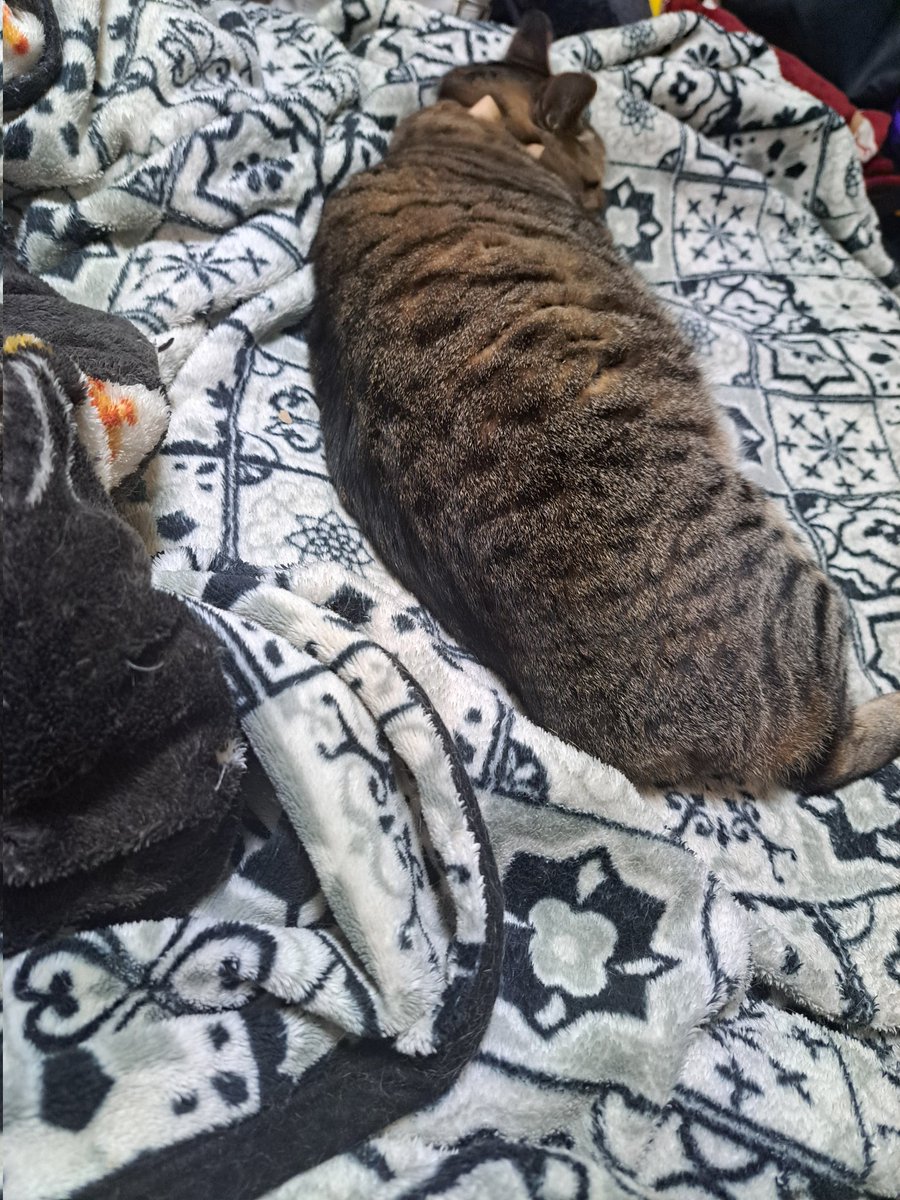 Post by まるる on X: 今日も