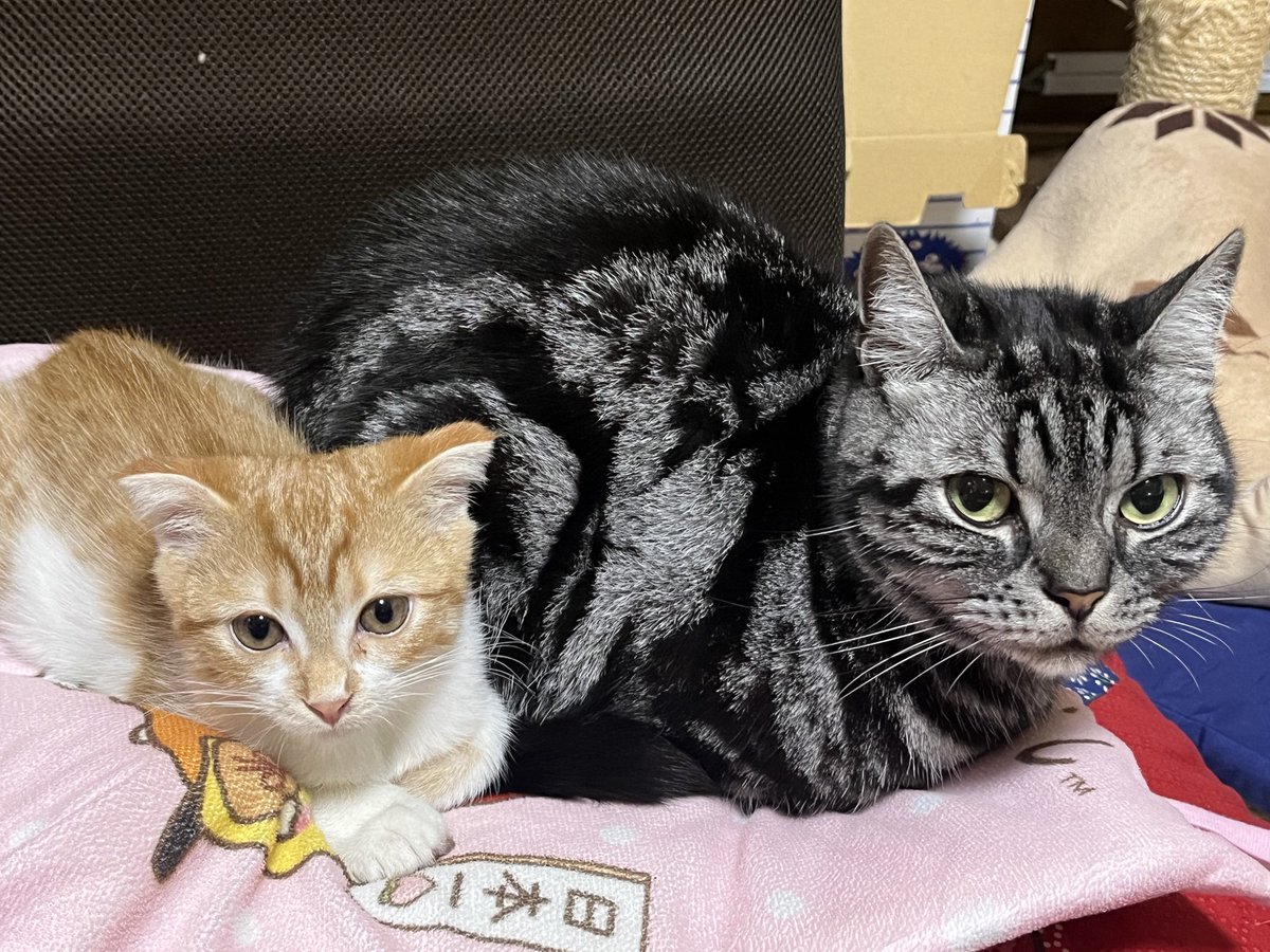 さゆ🐝🐒⚓️🌻 (@mfUhFd9z1rr3aNq) / Posts / X