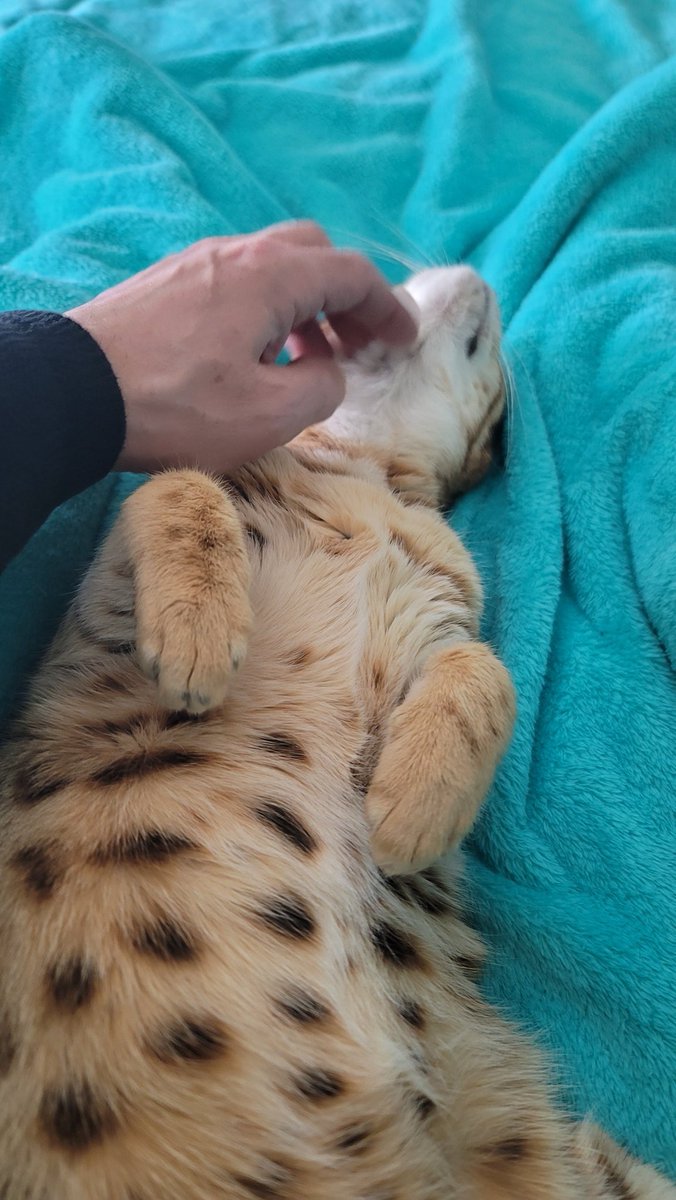 So many paw friends out there all so beautiful 😻! Time for this kiddos morning scritches, shes been waiting on me 😹

#CatsOfTwitter #cats #bengalcat #meowpositive2026 #catboxsunday