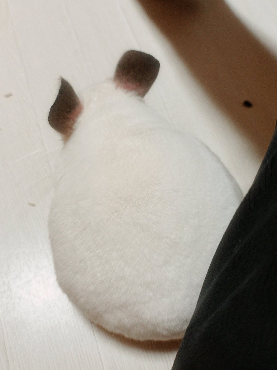 punsuko_2's tweet image. 暖かいとおもったらいた