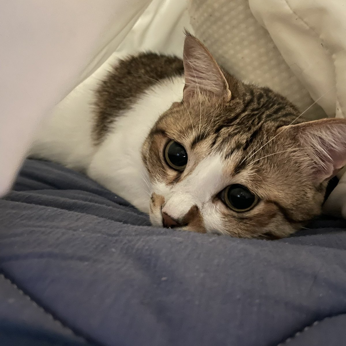 ニャンコの日らしい