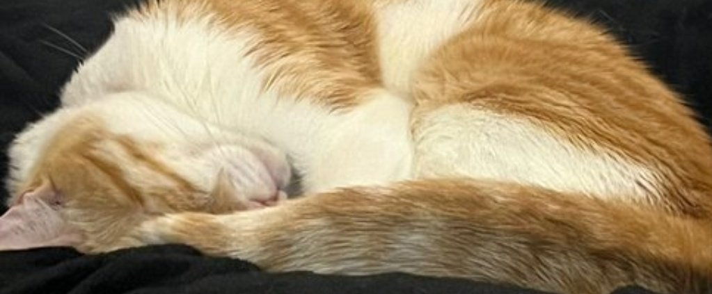 #XarxaBarcelonaAdopcions

Ether duerme tranquilo💔

No sabe que HOY la família se muda.
HOY el se  queda sin nadie, sin nada💔
Y si no sale adopción, HOY se va a una protectora.
Castrado,sano, puro amor

URGENTISIMO DIFUNDIRLO 🆘

Cto:  Dm <a href="/canovegats/">Canovegats</a>