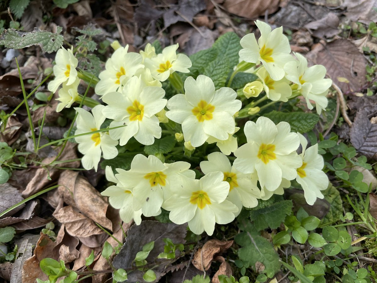 Marco_Cescon's tweet photo. Segnali di risveglio primaverile in corso nel mio giardino.
E nell’aria si colgono i primi pollini e i profumi della primavera ormai alle porte. https://t.co/k1c0CJet2j