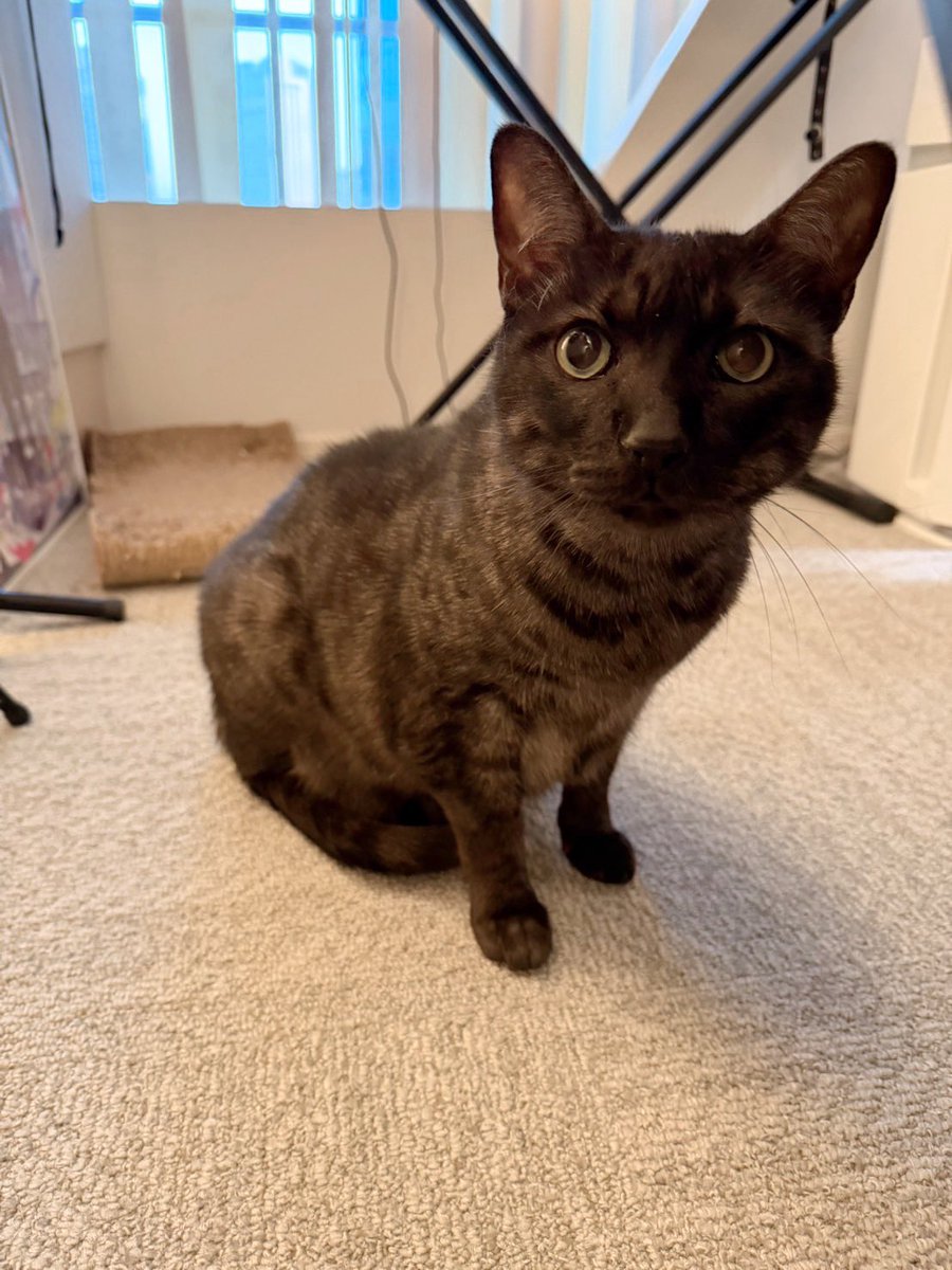 _amatsuki_'s tweet photo. 猫の日だから我が家の猫を見てくれ

可愛すぎて滅 https://t.co/r5I8kJblih