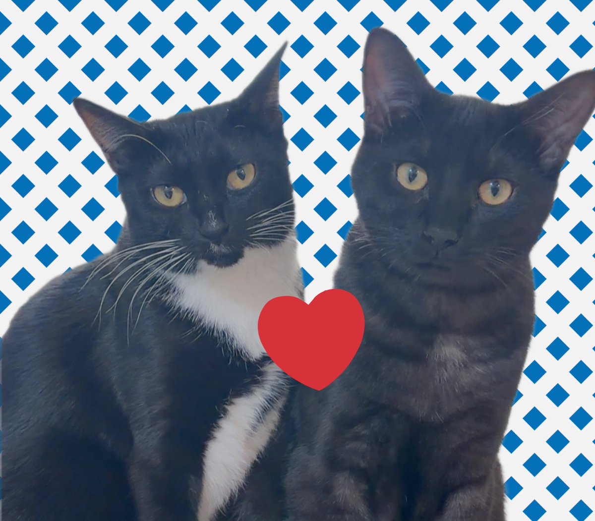 今日は2月22日 #猫の日 🐾 いろいろとタイミングを逃してお伝えでき