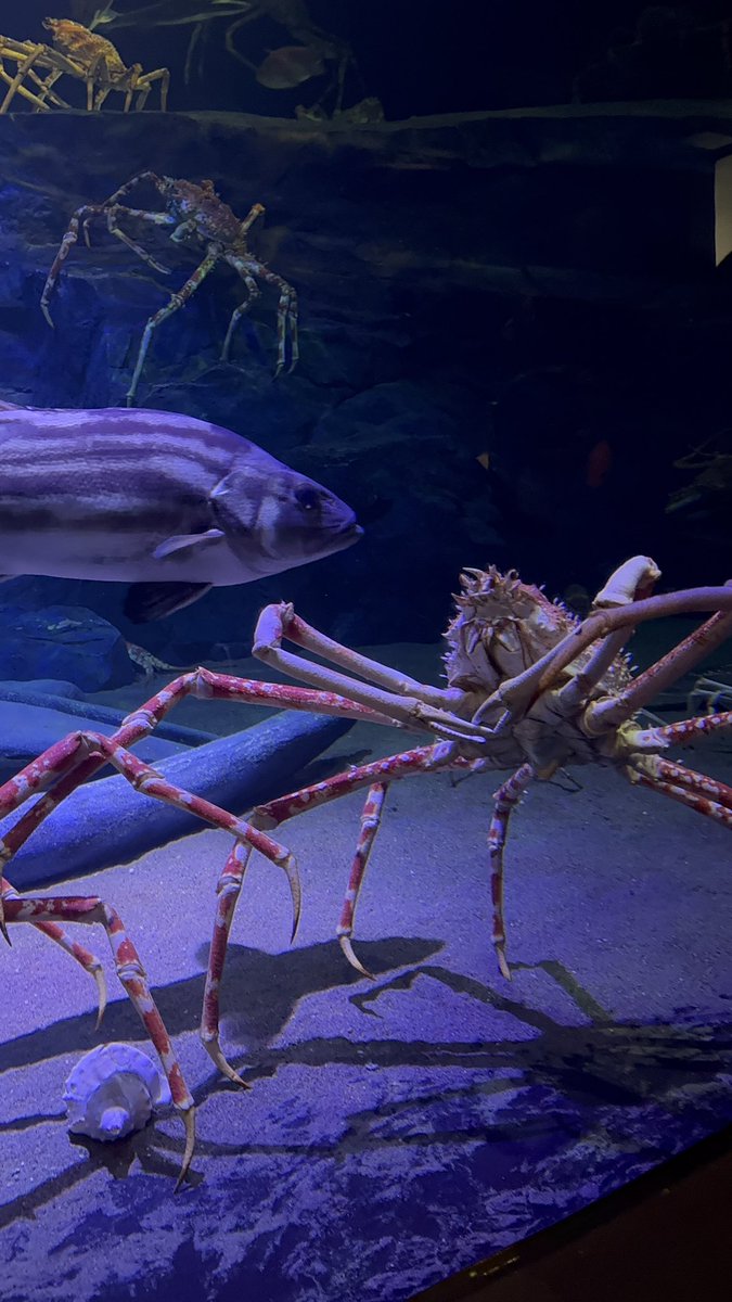 今日は家族みんなで蒲郡市にある竹島水族館に行きました🚗🛣️🏝️🐟 2