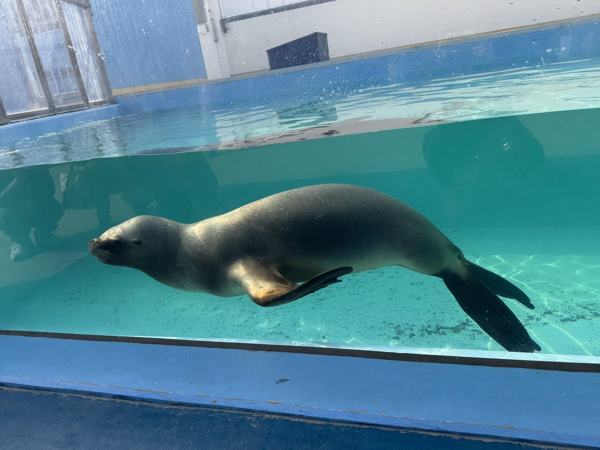 今日は家族みんなで蒲郡市にある竹島水族館に行きました🚗🛣️🏝️🐟 2