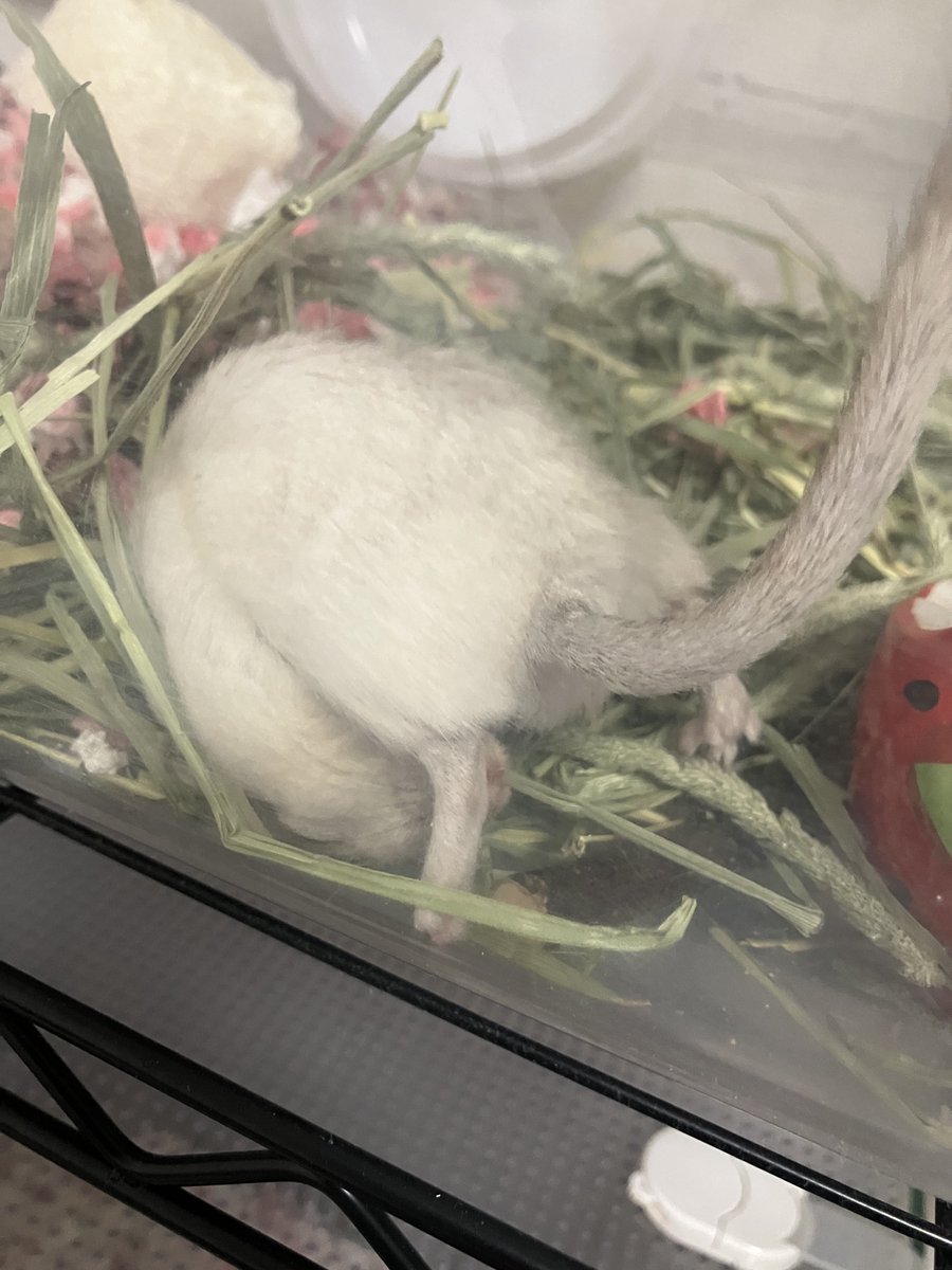 スナネズミマジでおもろいから