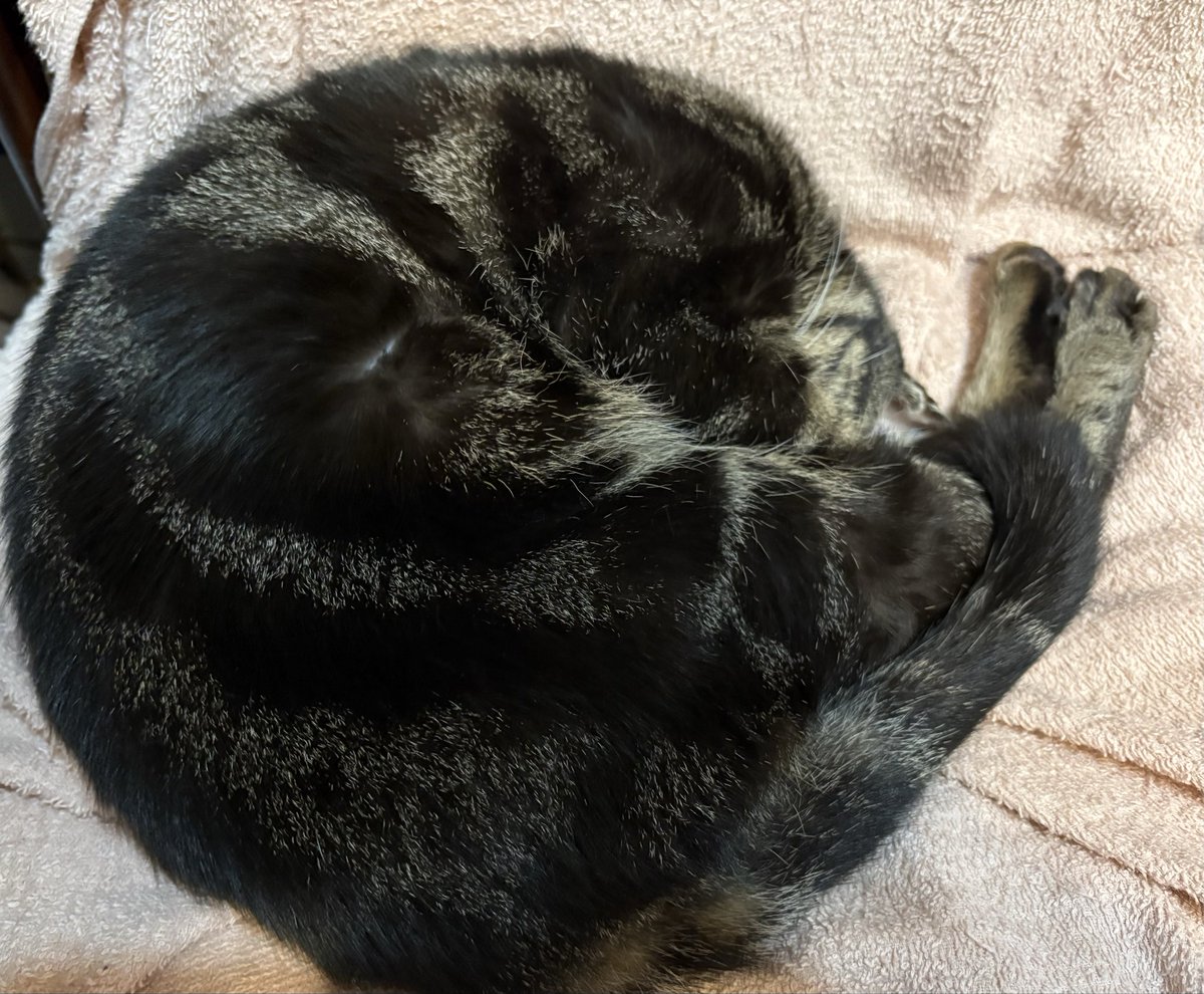 hazzsa's tweet photo. うちの子は寝んねしてます https://t.co/z320AoK5qz