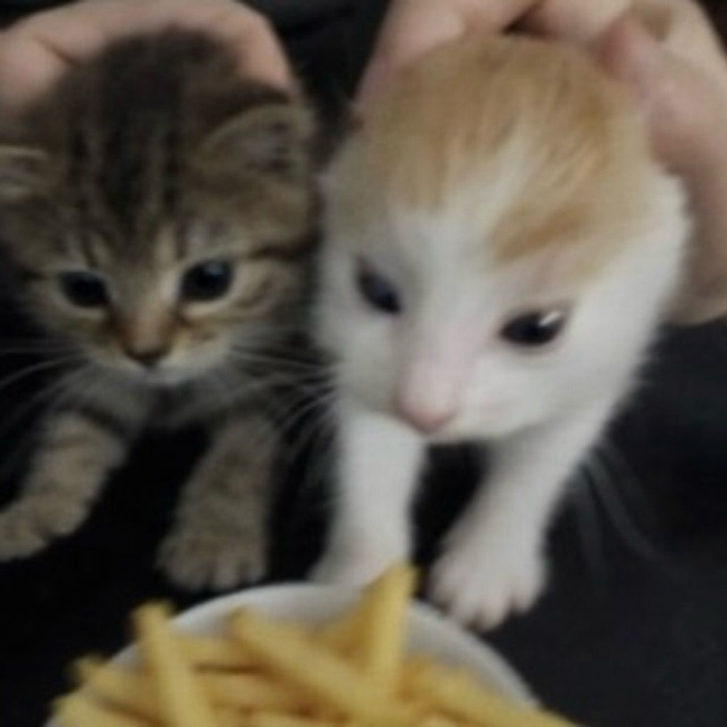 daily cats ♡ tweet media