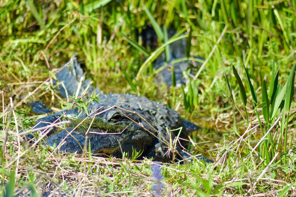 Wild Florida tweet media