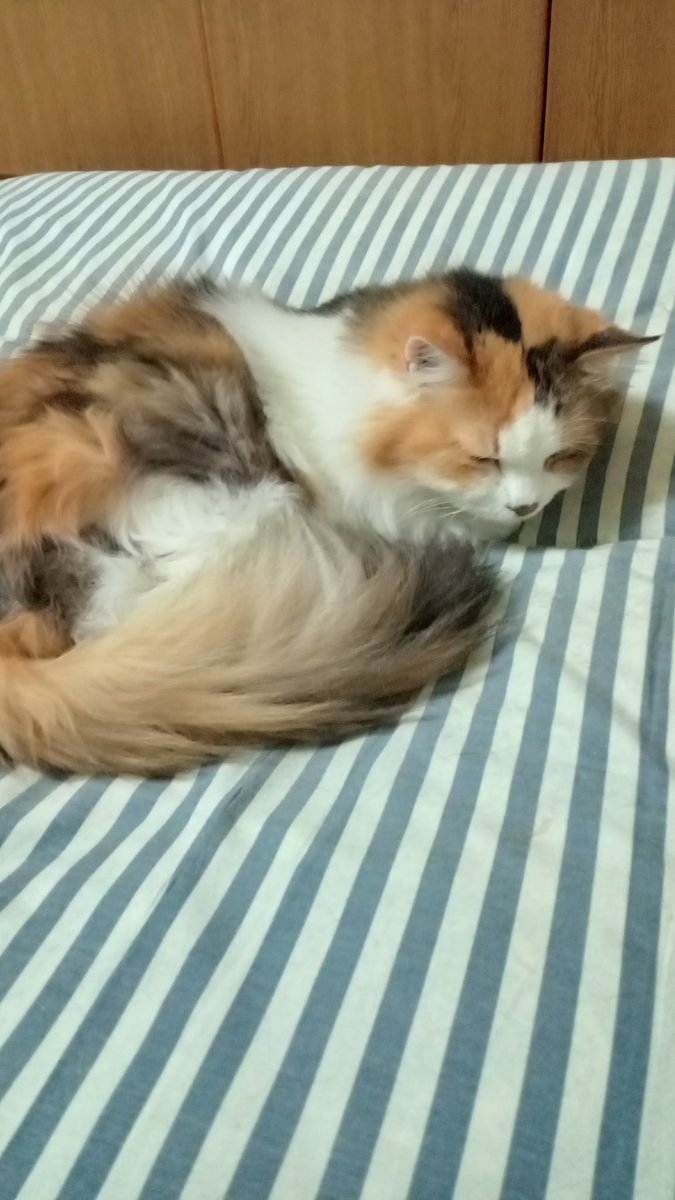 猫好きフォロワーの皆さん、おやすみなさい(｀・ω・´)ゞ💤💤今日の